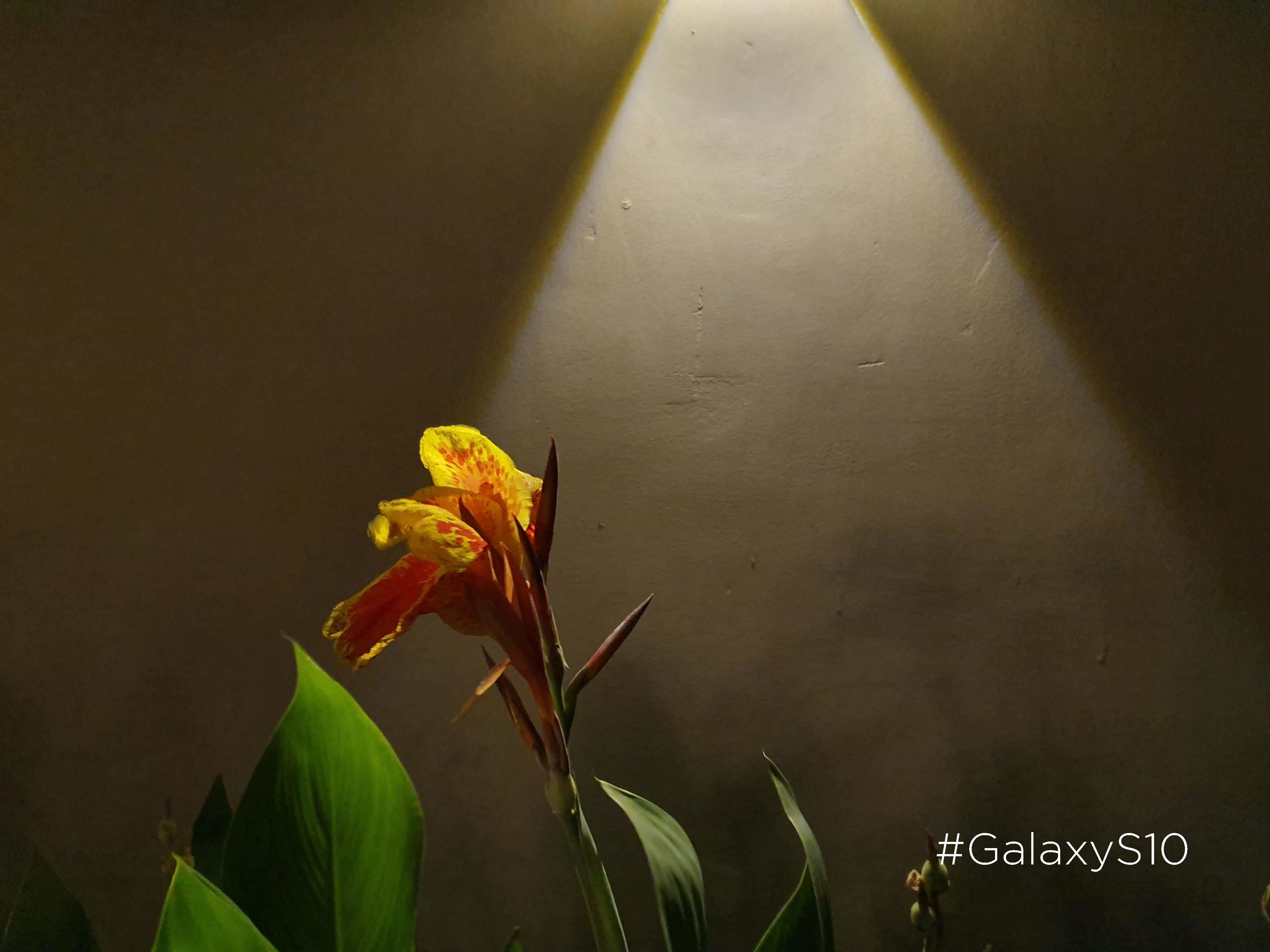 so sanh camera iPhone XS Max voi Galaxy S10 anh 17