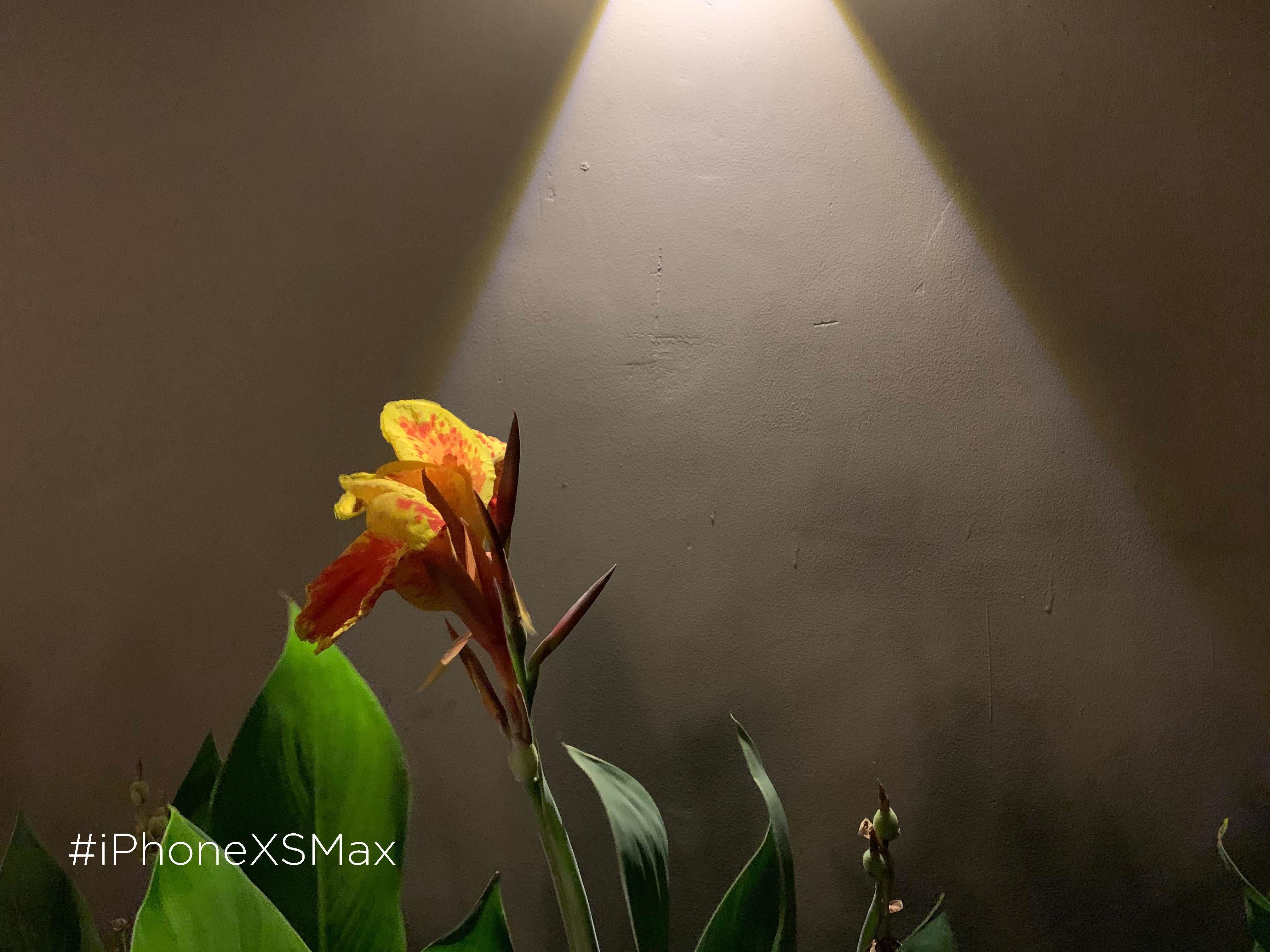 so sanh camera iPhone XS Max voi Galaxy S10 anh 18