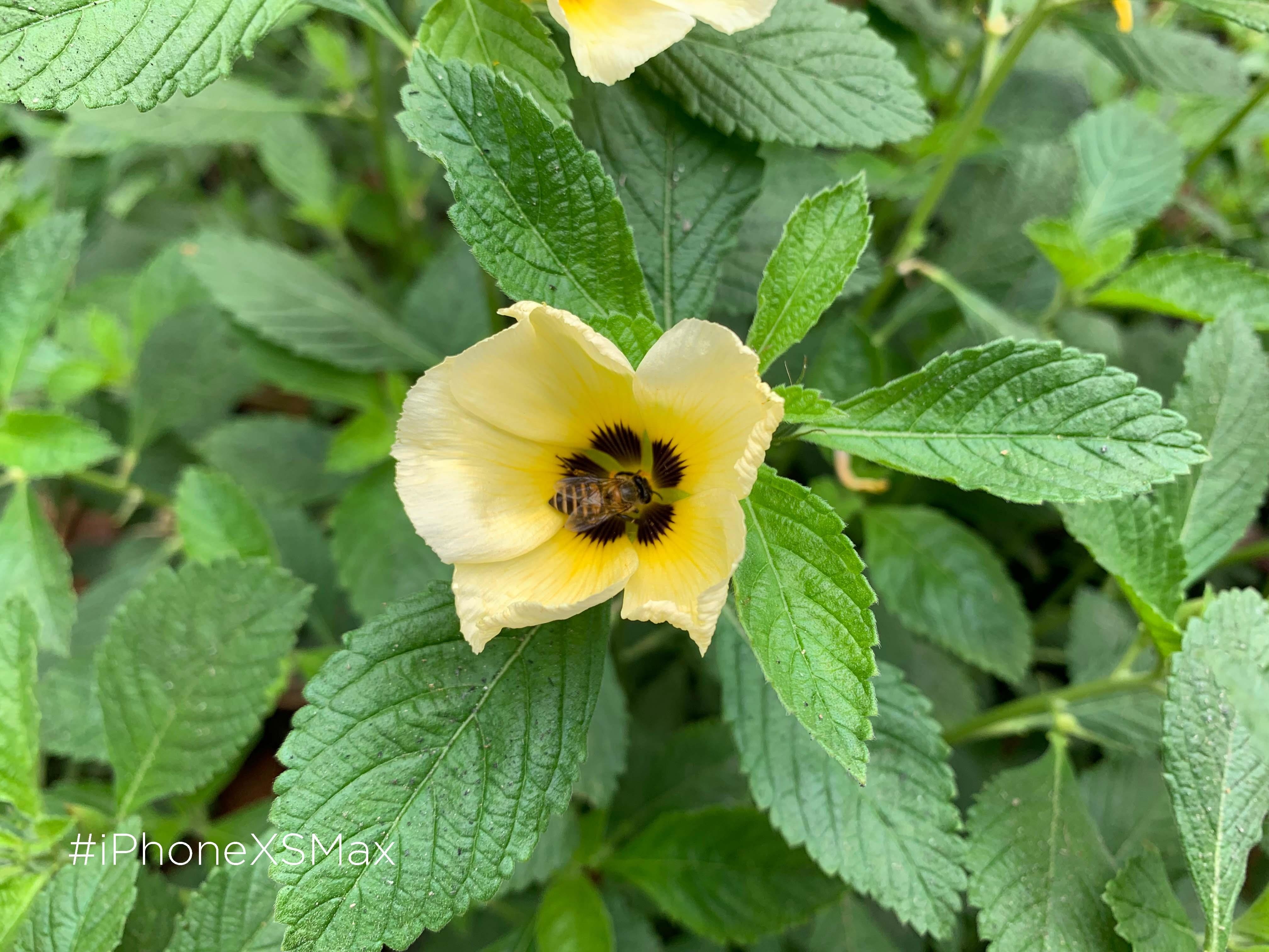 so sanh camera iPhone XS Max voi Galaxy S10 anh 6