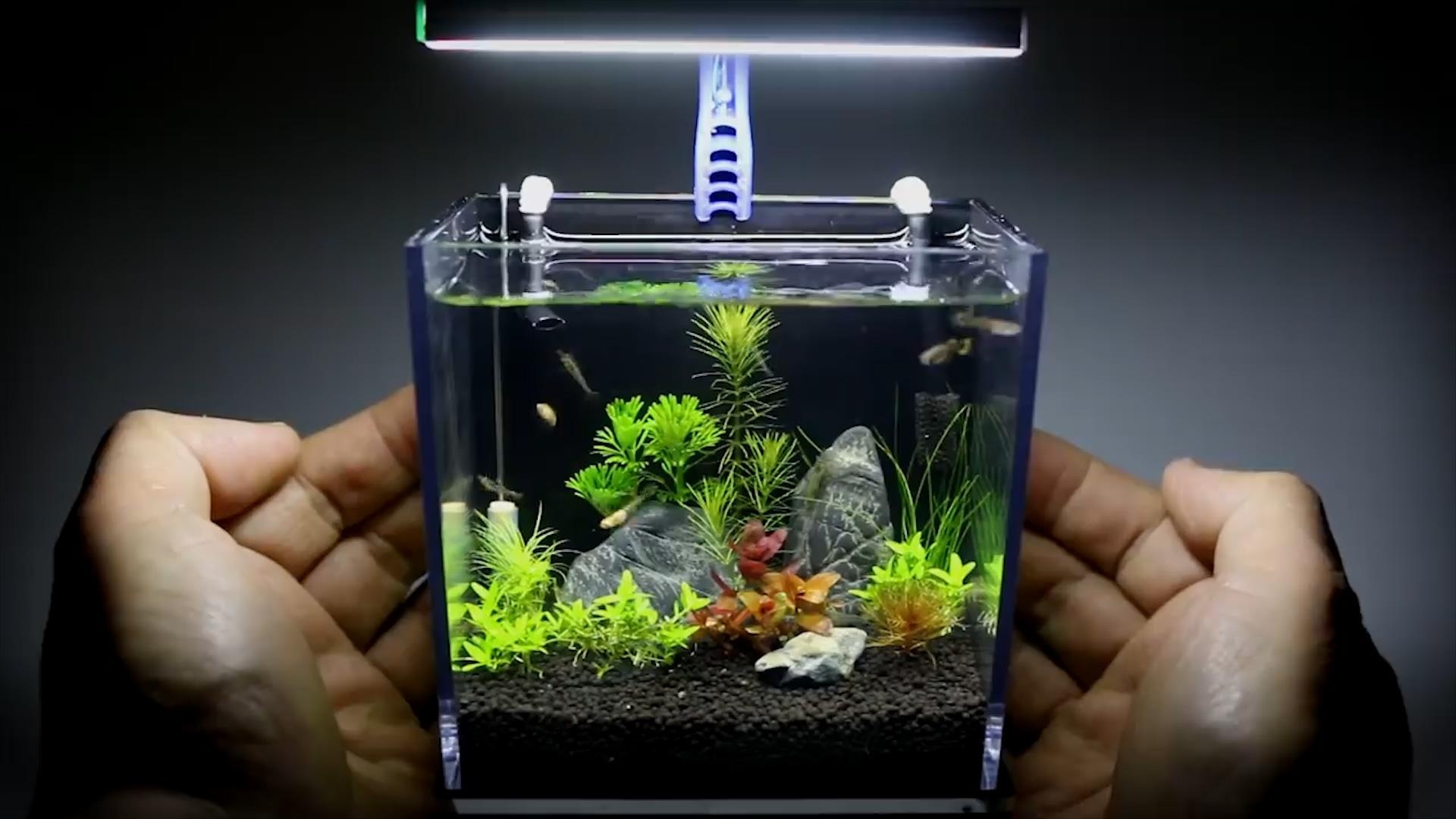 Ho ca nho nhat the gioi lam tu vo hop GoPro Hero 5 hinh anh