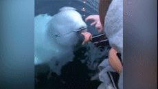 Ca voi trang nhat iPhone duoi bien tra nguoi mat gay bao mang hinh anh