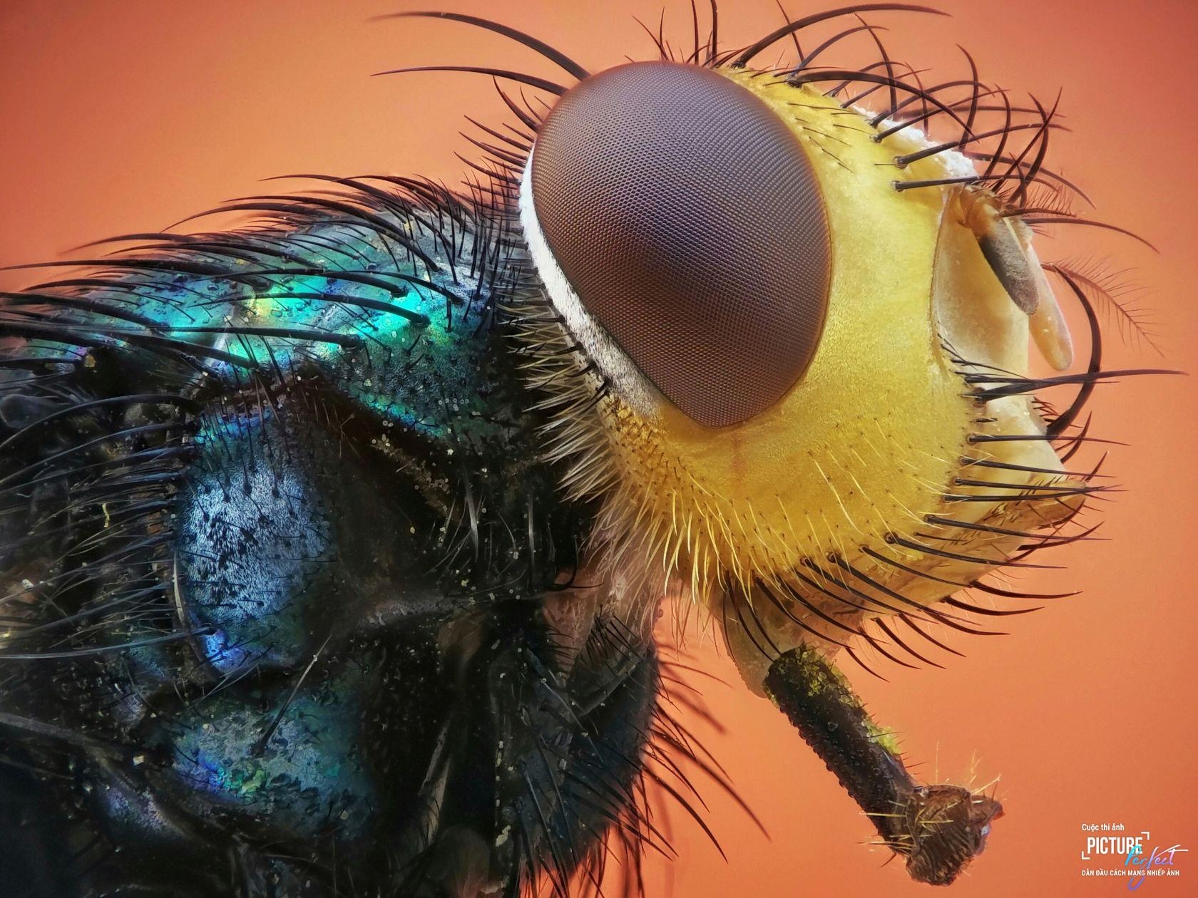 Picture-Perfect anh 3