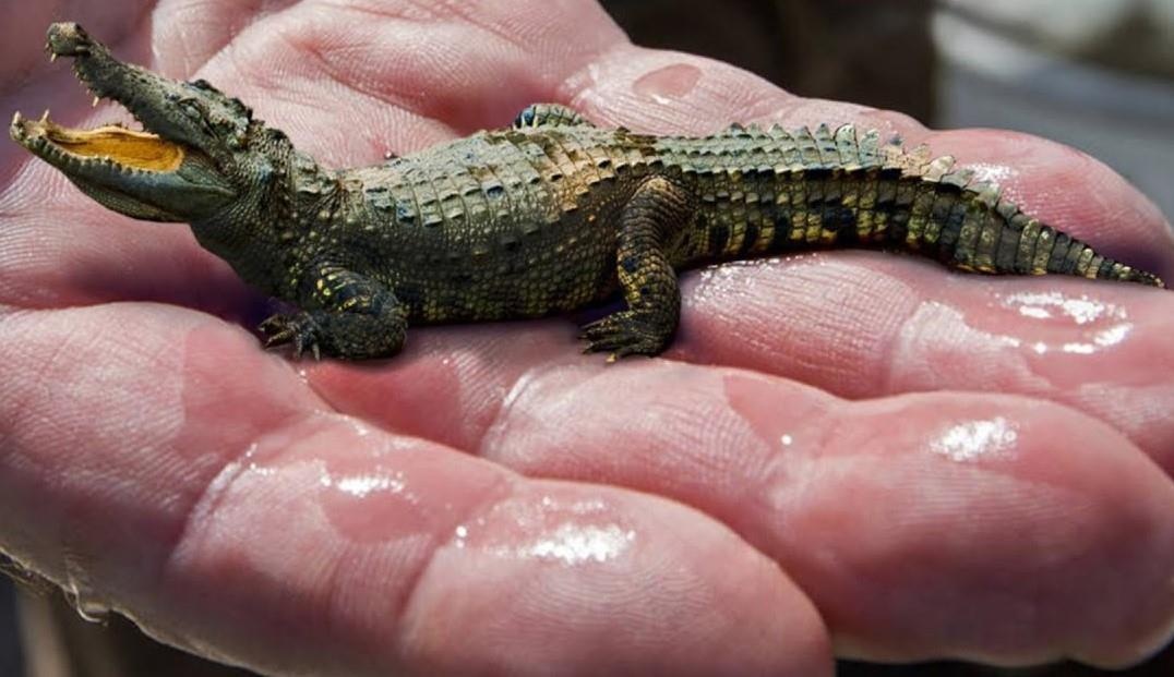 Dong vat sau 1.000 nam nua se nhu the nao? hinh anh