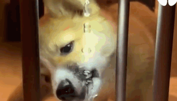 Giai ma chiec den co giot nuoc chay nguoc len tren hinh anh