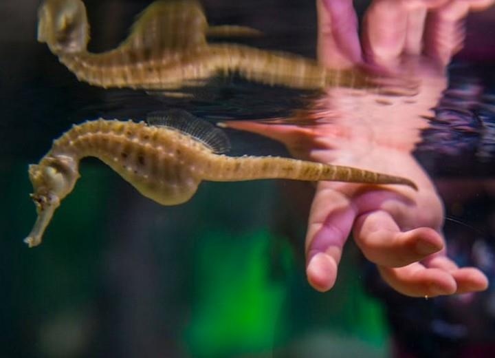 nguyên nhân cá ngựa đực mang thai ảnh 1 nguyen nhan ca ngua duc mang thai anh 1