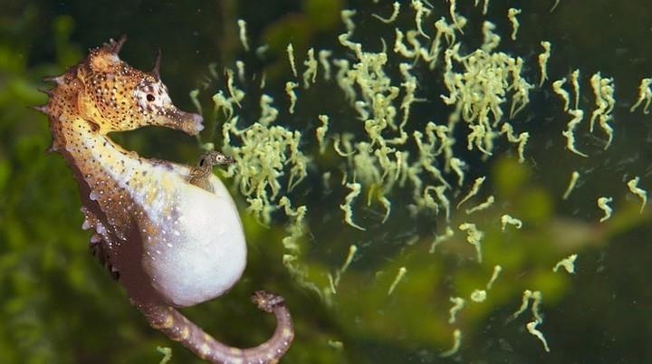 Tai sao ca ngua duc lai mang thai ma khong phai la con cai? hinh anh