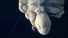 Bach tuoc nam mo, lien tuc doi mau hinh anh