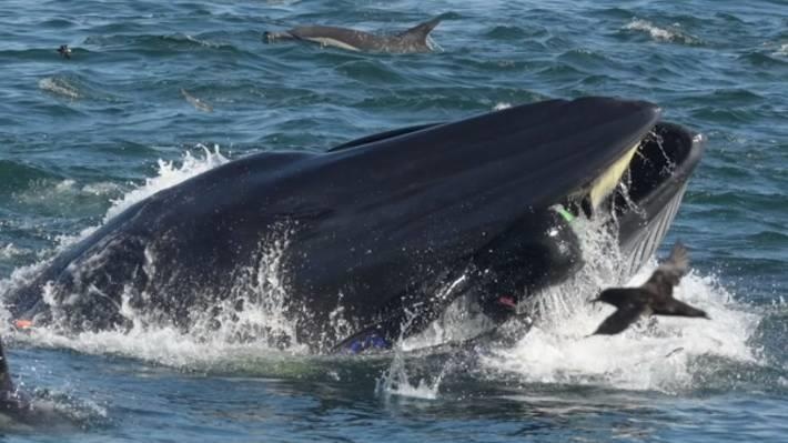 Nguoi dan ong bi ca khong lo nuot chung van song sot hinh anh