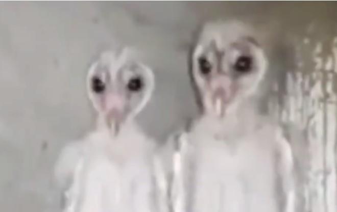 Cu dan mang nghi rang day la nguoi ngoai hanh tinh hinh anh