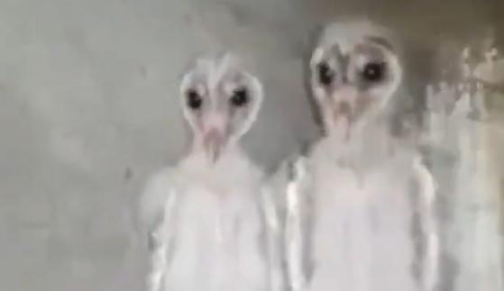 Nhung con chim co ve ngoai dang so hinh anh