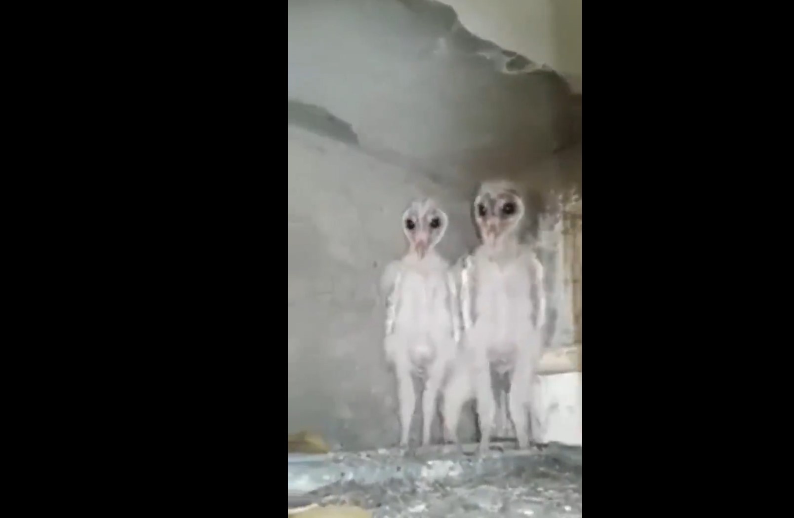 cu lon mien dong An Do anh 1