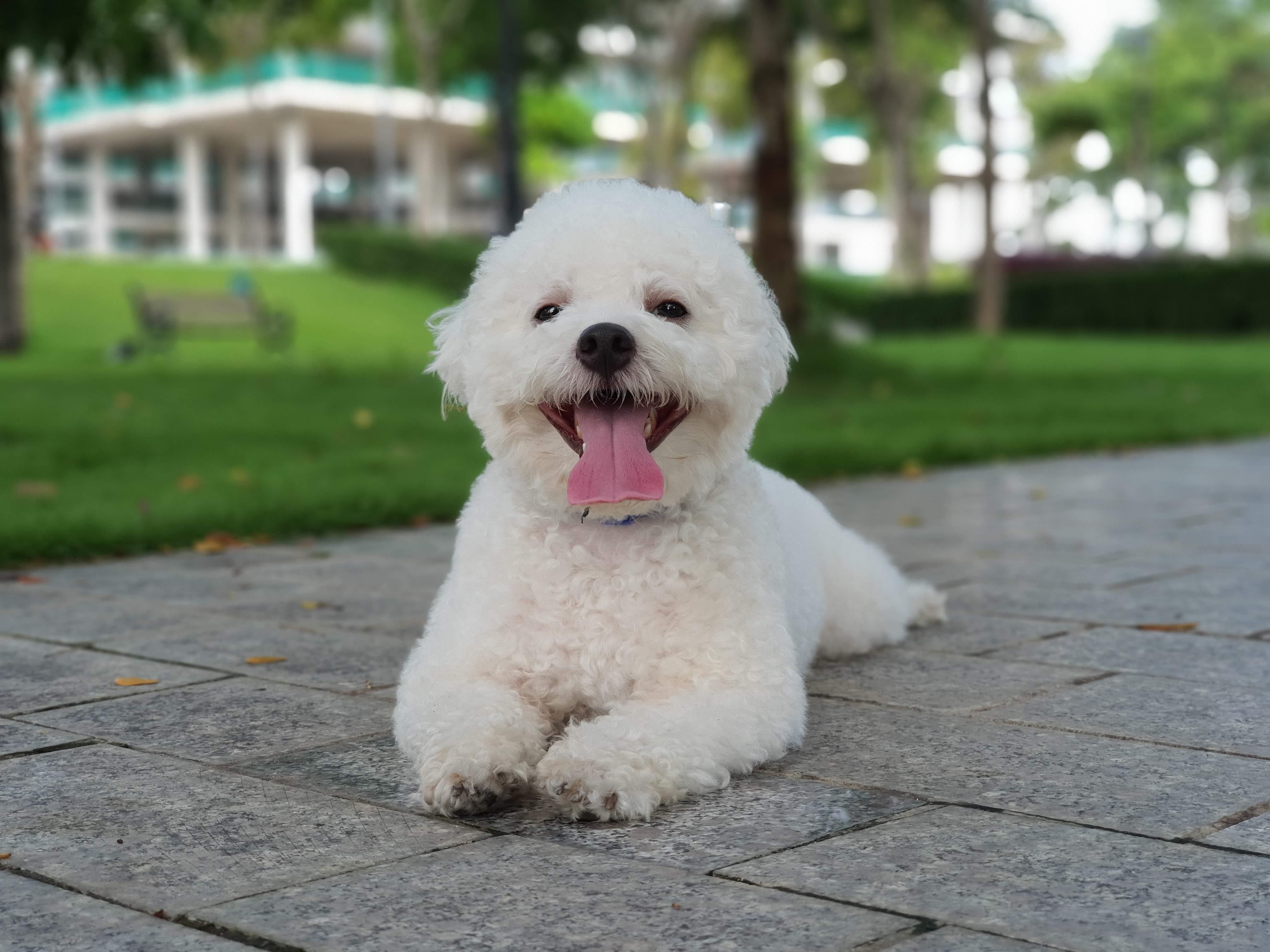 smartphone co camera tot 2019 anh 9