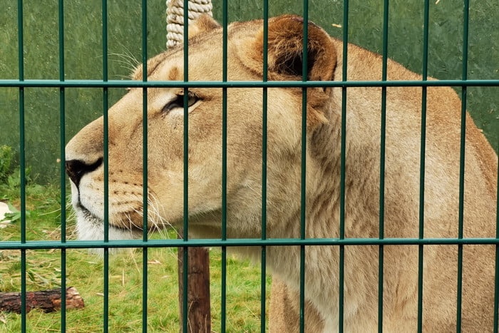 smartphone co camera tot 2019 anh 2