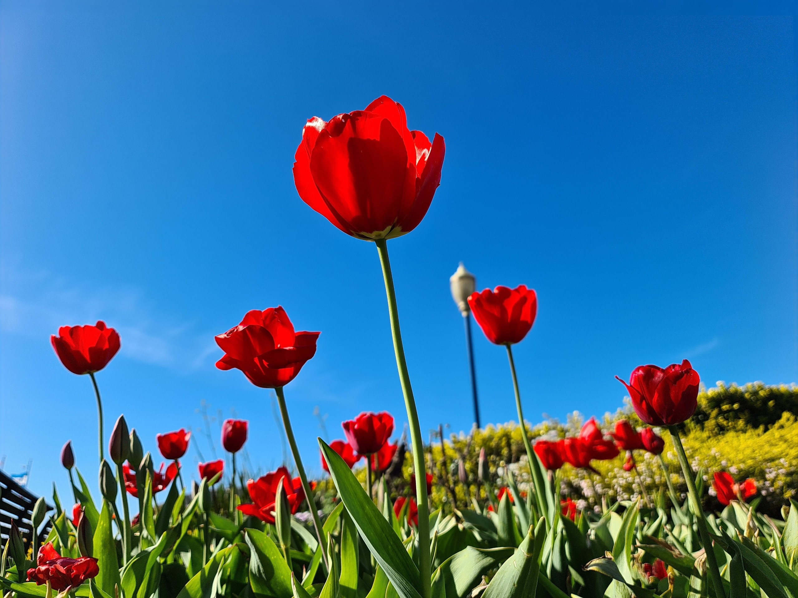 Loat anh chup tu Galaxy S20 Ultra anh 11