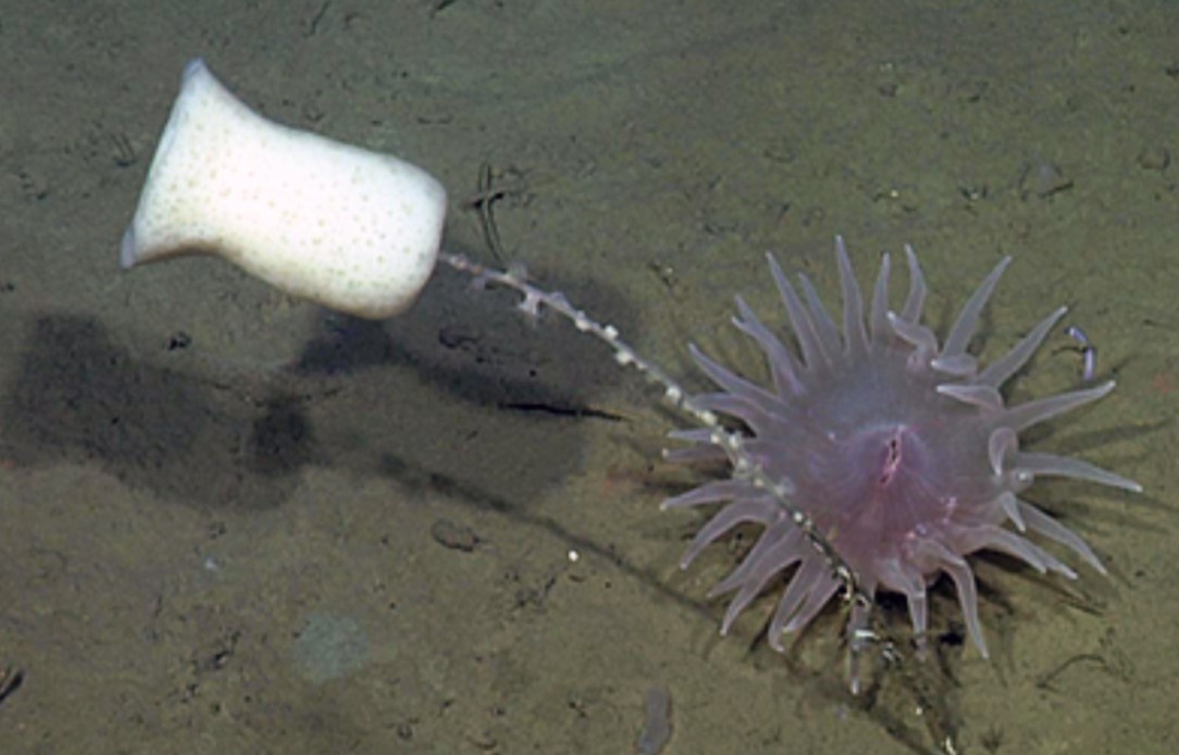 Cu hat hoi keo dai mot gio hinh anh