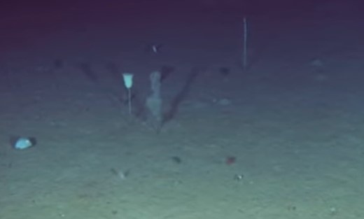 Bot bien hat hoi hinh anh