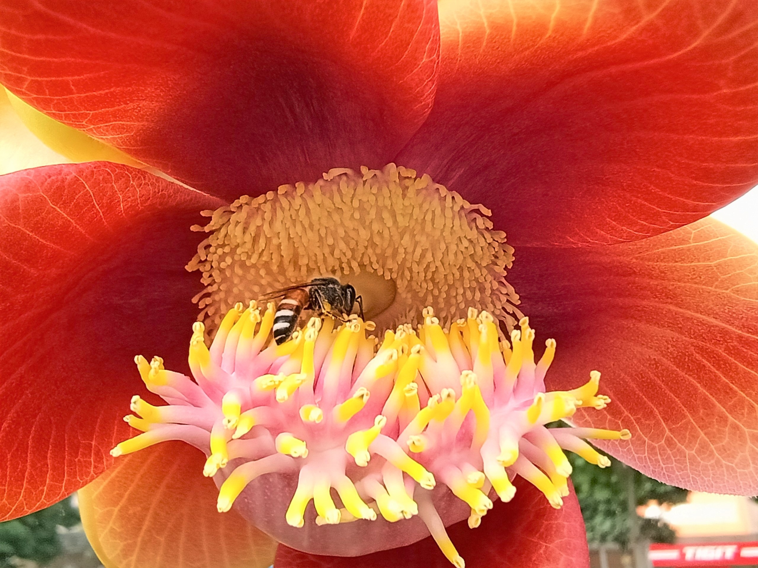 Trai nghiem camera tren Oppo A91 anh 3