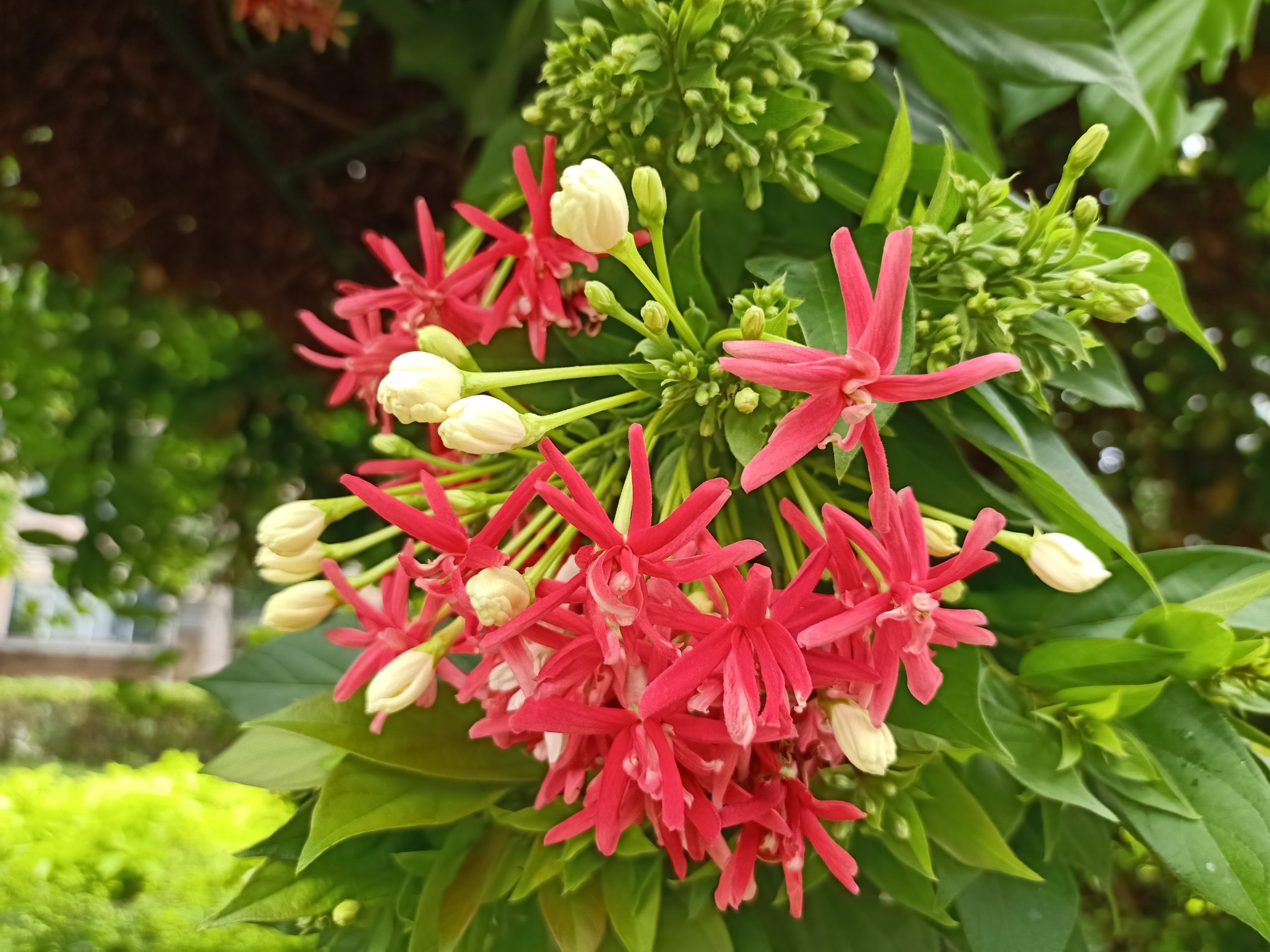 Trai nghiem camera tren Oppo A91 anh 6