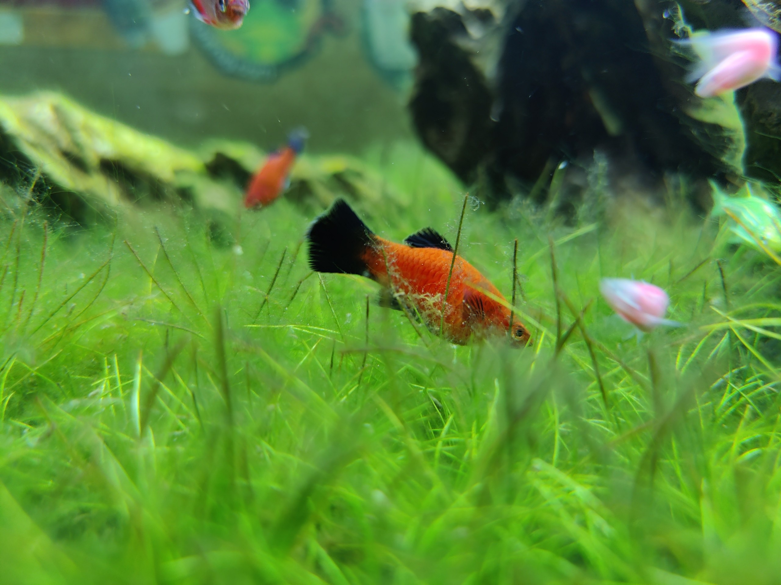 Chi tiet OnePlus 8 Pro anh 6