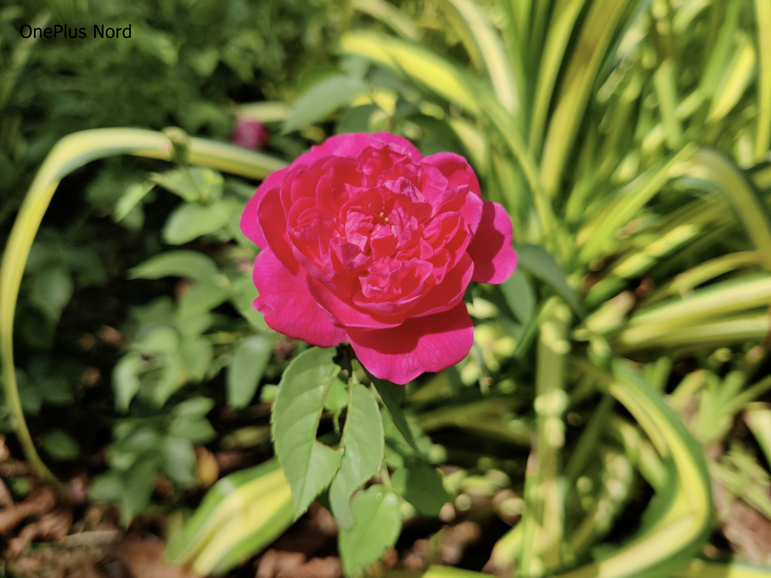 So sánh OnePlus Nord và Poco F2 Pro ảnh 10 So sanh OnePlus Nord va Poco F2 Pro anh 10