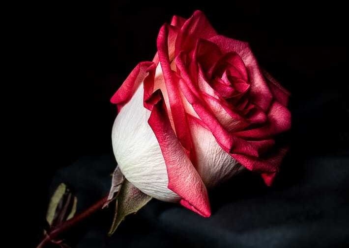 chup anh Valentine 2021 anh 1