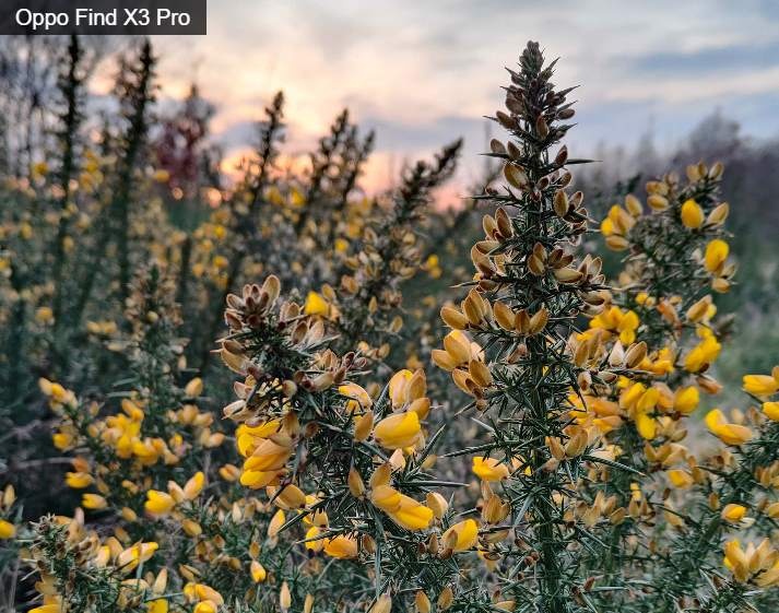 Oppo Find X3 Pro ra mắt ảnh 3 Oppo Find X3 Pro ra mat anh 3