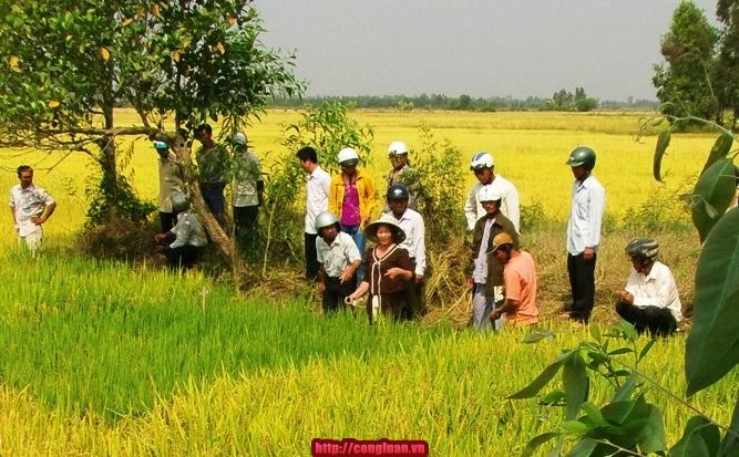 Giet ban nhau roi nem xac xuong ruong phi tang hinh anh