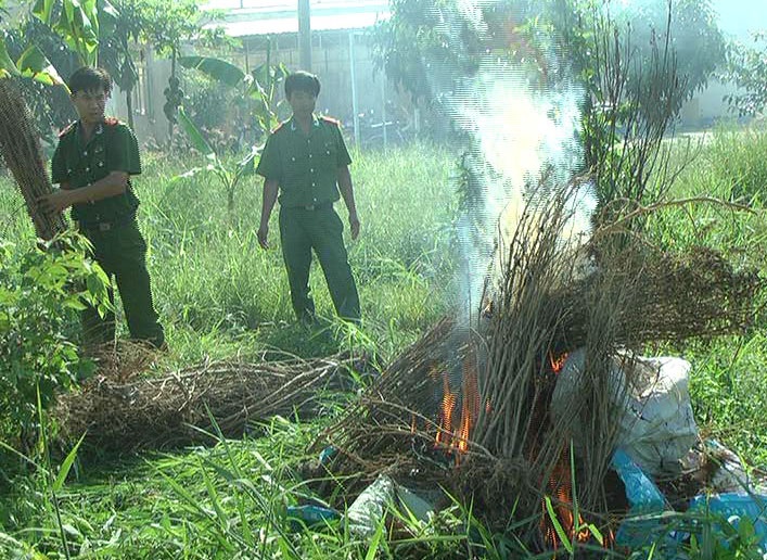 Sở dĩ có những hành vi vi phạm này là do thiếu hiểu biết, thiếu ý thức đề phòng nên một số đối tượng đã cung cấp hạt giống, tuyên truyền sai lệch về tác dụng của cây cần sa để người dân trồng thử.
