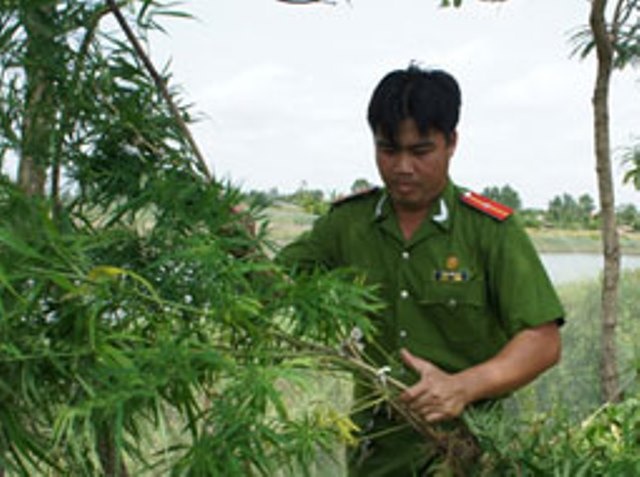 Trong hon 500 cay can sa de nuoi ga mau lon? hinh anh