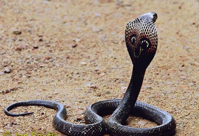 Bat ran ho mang ban 1,2 trieu, nam hoc vien bo mang hinh anh