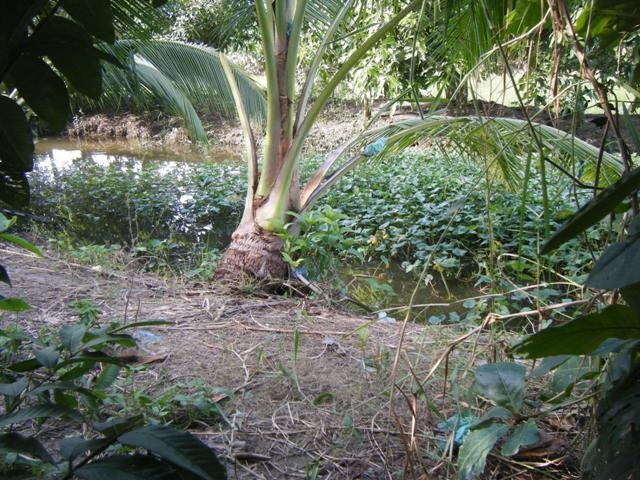 Hiện trường nơi phát hiện thi thể cháu bé.