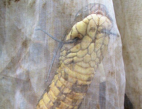 Nguoi dan doi lai ran ho mang chua dai 3,1 m de... lam thit hinh anh