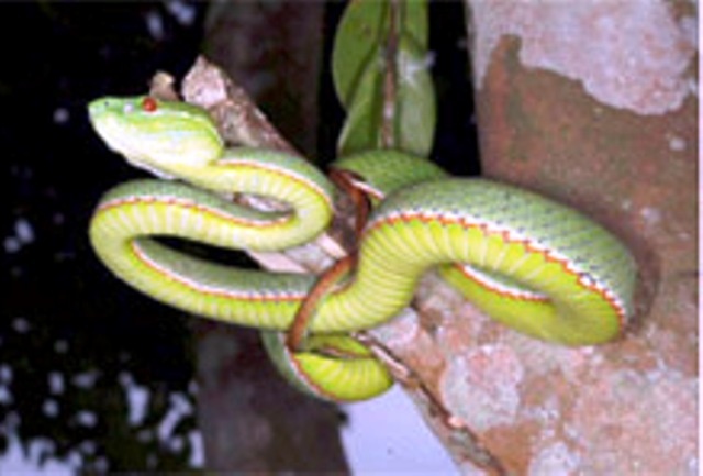 Ran luc duoi do phong ra can nguoi o mien Tay hinh anh