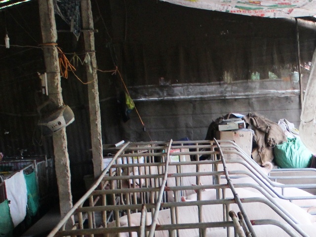 Mỗi khu vực chuồng heo đều được bố trí máy nghe nhạc, cho heo mau lớn.