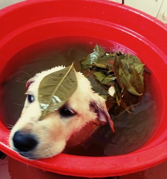 Chu cho Cu Cai don tim dan mang anh 6