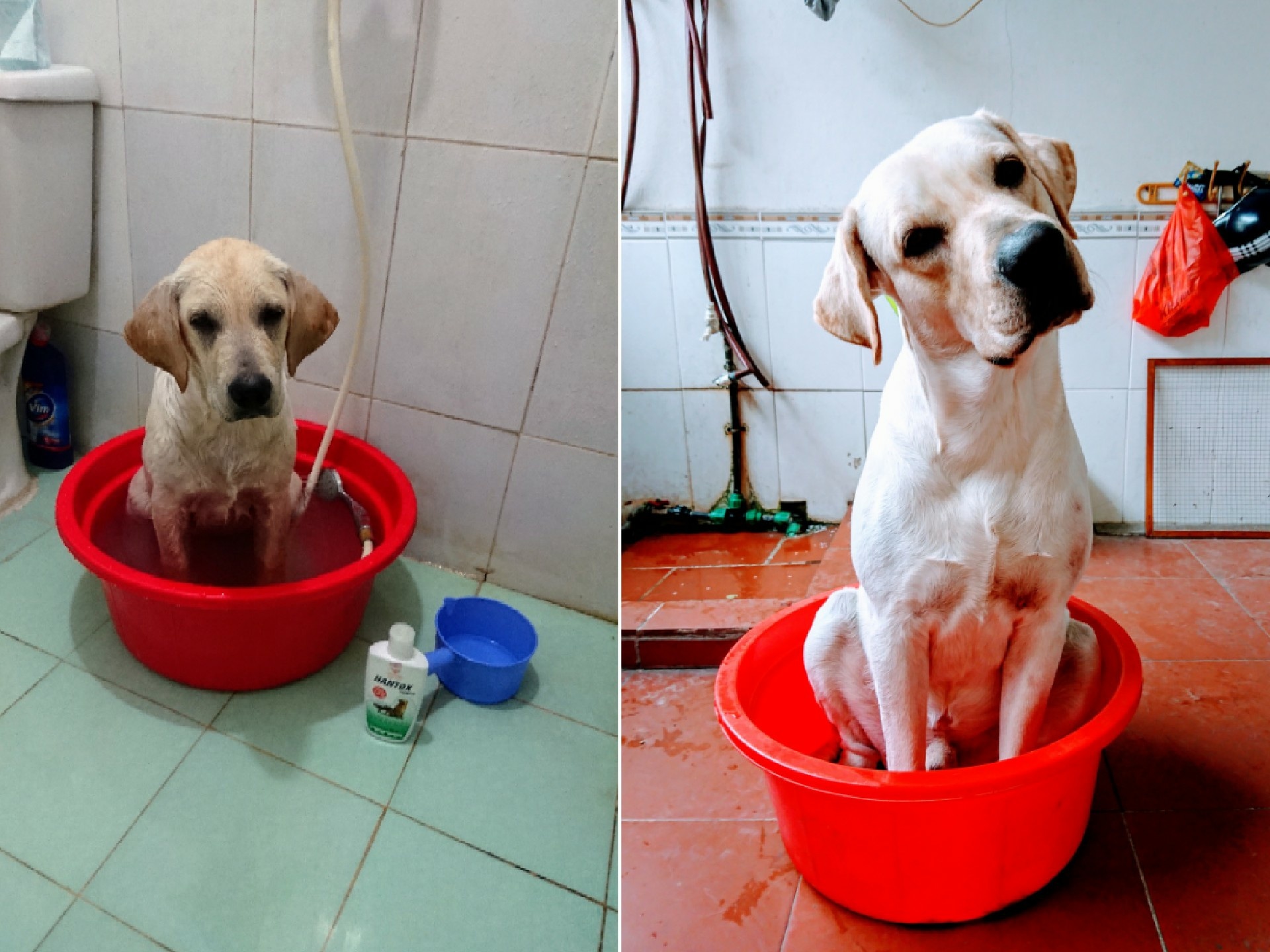 Chu cho Cu Cai don tim dan mang anh 7