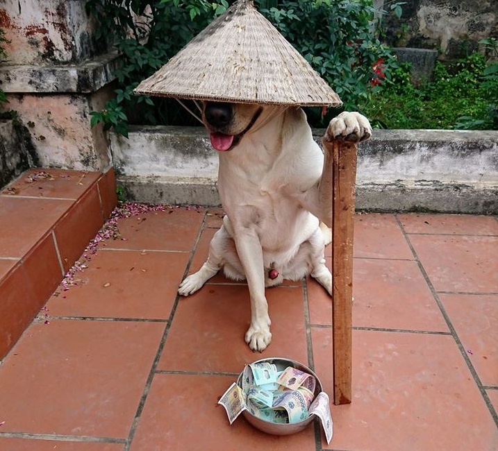 Chu cho Cu Cai don tim dan mang anh 4