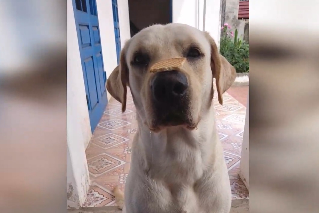 Loat khoanh khac chung minh chu cho Cu Cai hieu tieng nguoi hinh anh