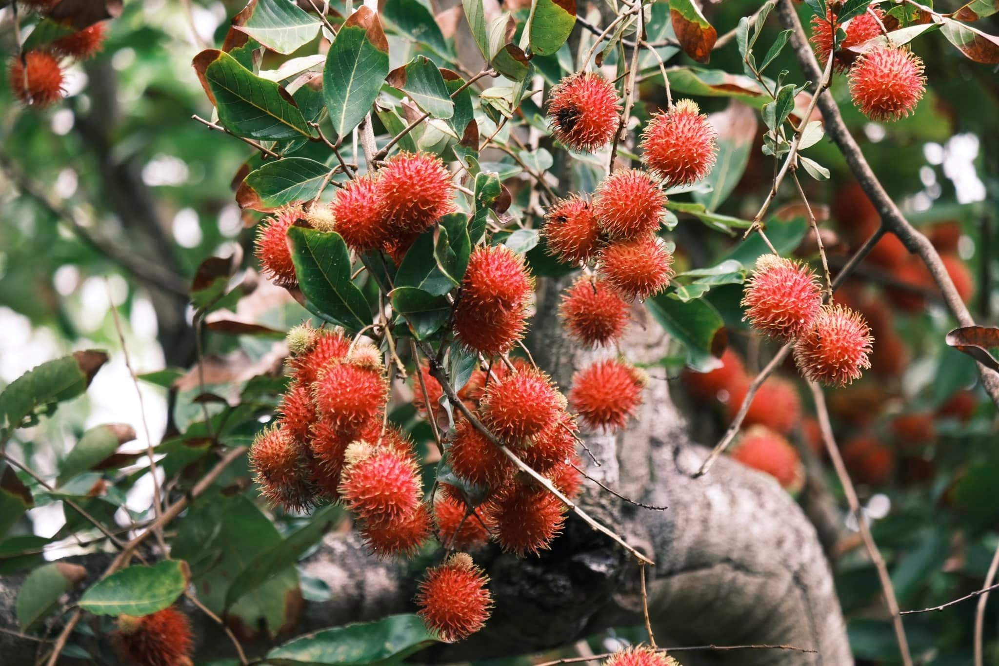 Đồng Th&aacute;p ảnh 12