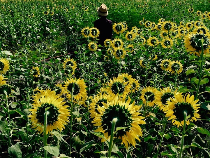 15 buc anh dep ngo ngang chup bang iPhone 6 hinh anh