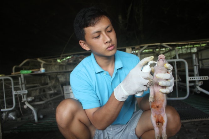 Trần Quốc Thắng bấm răng cho heo con. Ảnh: Thục Trinh