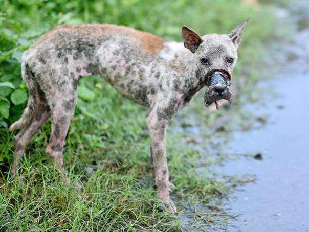 Tranh cai quanh chuyen chu cho duoc giai cuu hinh anh