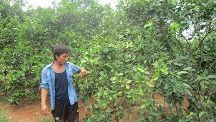 Anh Lê Khánh Toàn bên những gốc cam trĩu quả.