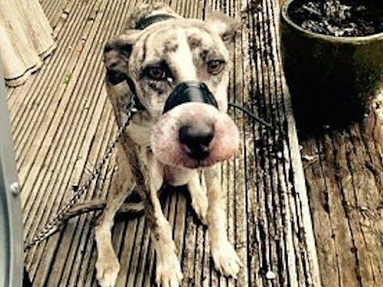 Them truong hop chu cho bi buoc chat mom hinh anh