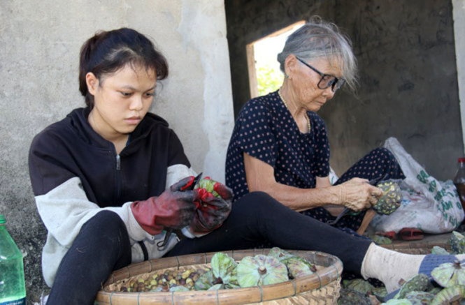 Thanh Thương bóc sen cùng bà ngoại kiếm tiền để nhập học - Ảnh: Tr.Trung