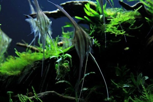 Thu choi dat do, tao nha me hoac dan Ha thanh hinh anh