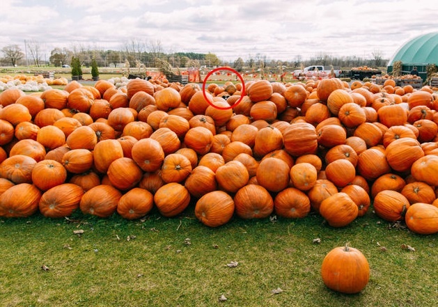 tim vat an trong anh anh 12