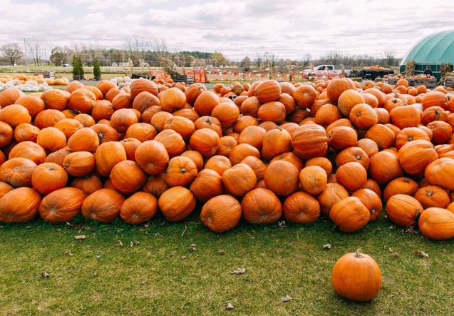 tim vat an trong anh anh 11