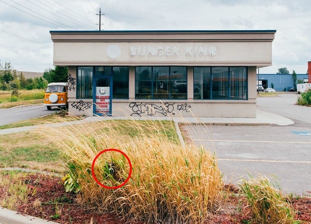 tim vat an trong anh anh 4