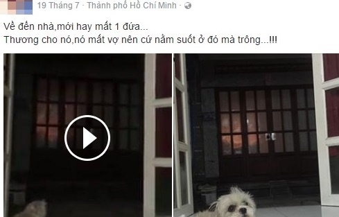 chàng trai nhảy xuống kênh cứu chó lạ ảnh 1 chang trai nhay xuong kenh cuu cho la anh 1